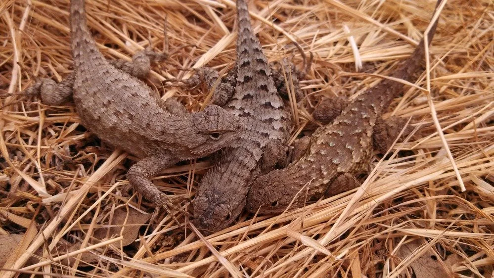 3 Western Side-Blotched Lizards.  One of the more commonly seen lizards in the Santa Monica Mountains.