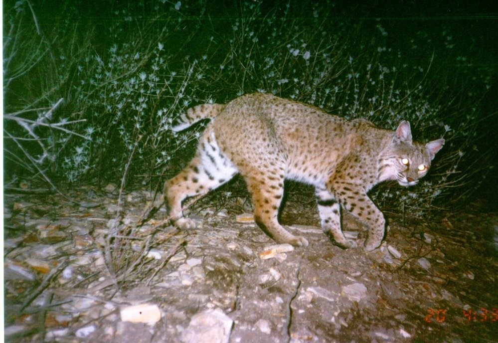 Bobcat