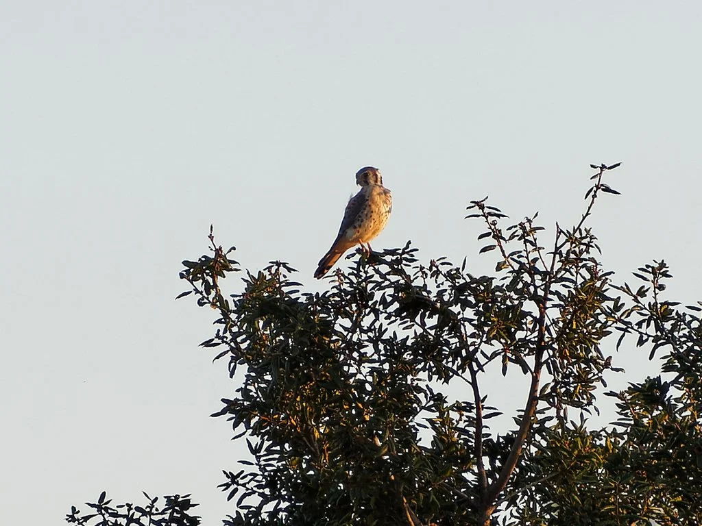 American Kestrel