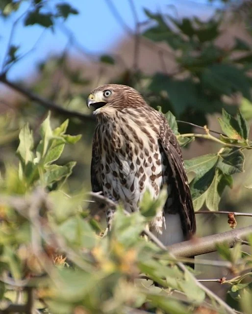 Juvenile Coopers Hawk