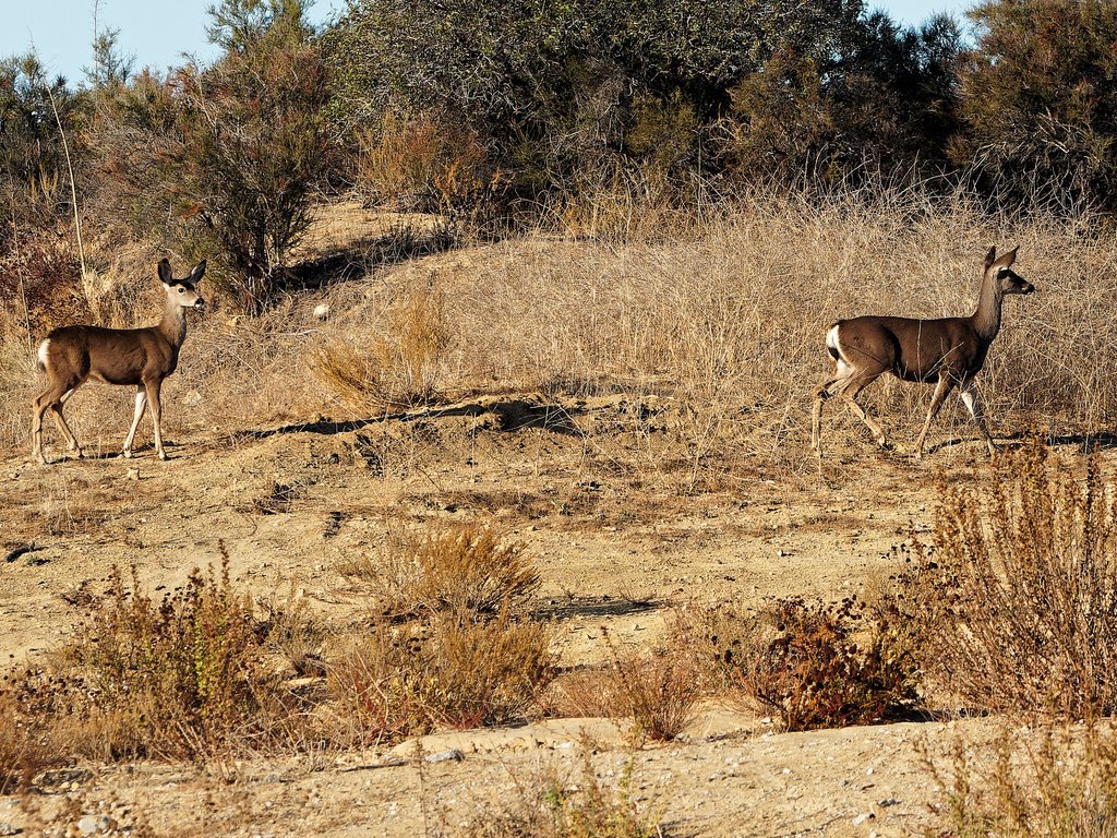 Mule Deer