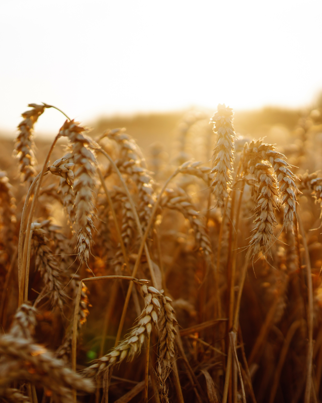 A Midyear's Harvest