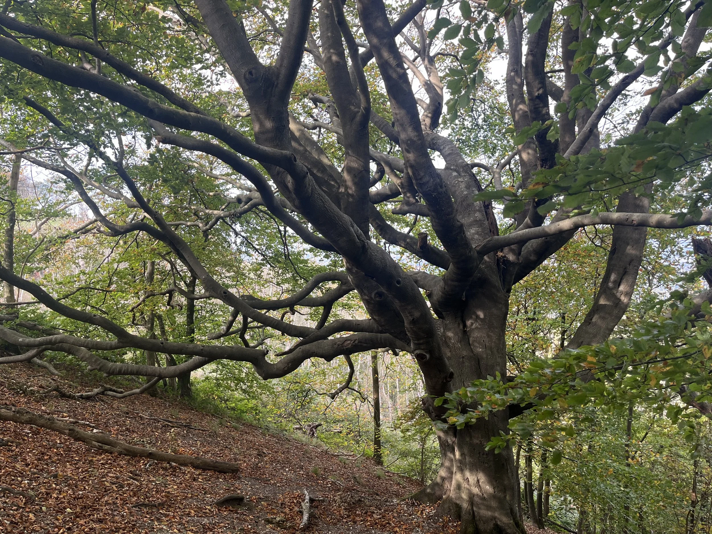 A large, gnarled tree with twisted branches extending outward in a forested area. The ground is covered with fallen leaves, and smaller trees and greenery surround the main tree.