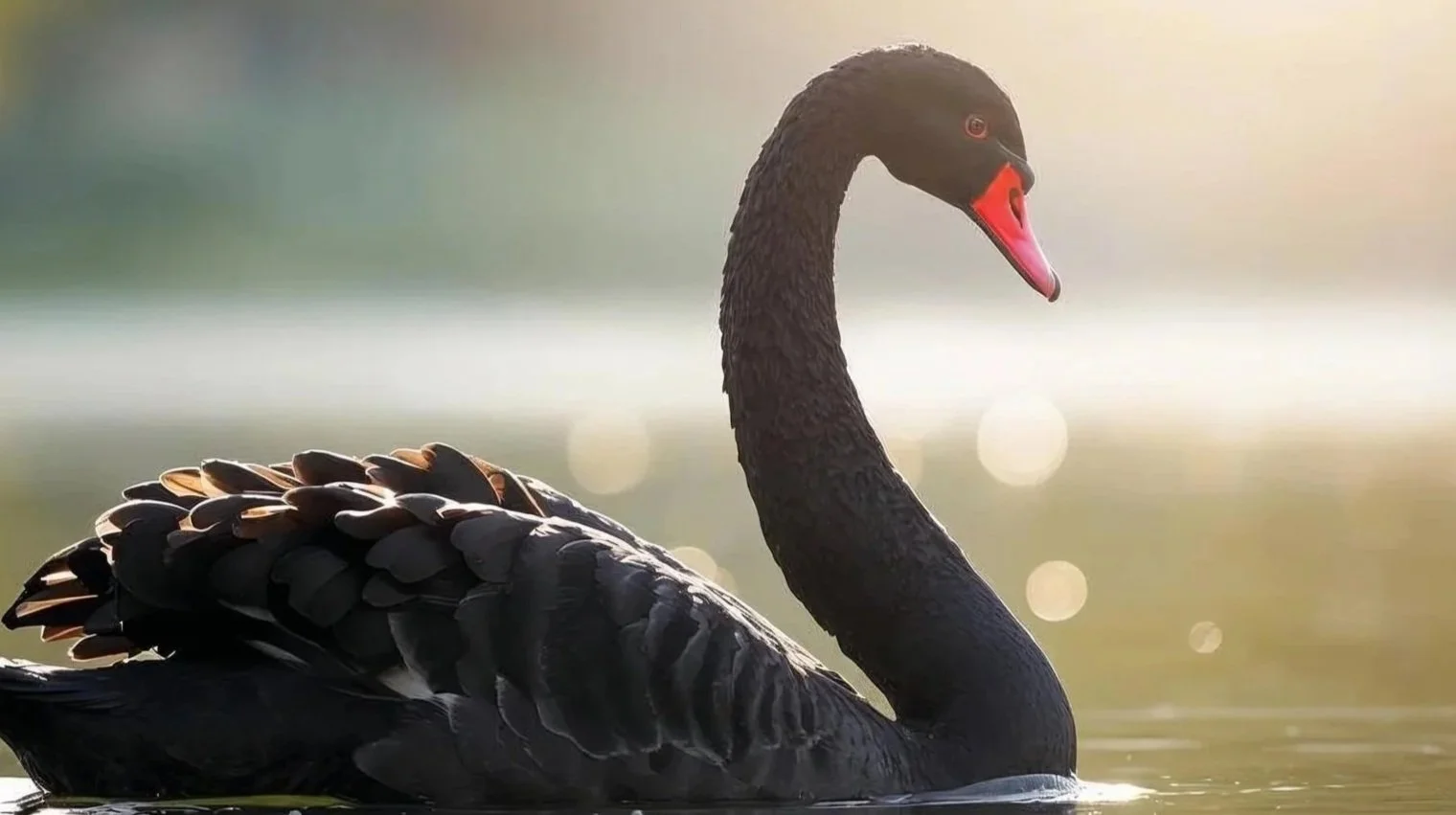 Image of a black swan that links to a women's circle event focused on chiarascuro