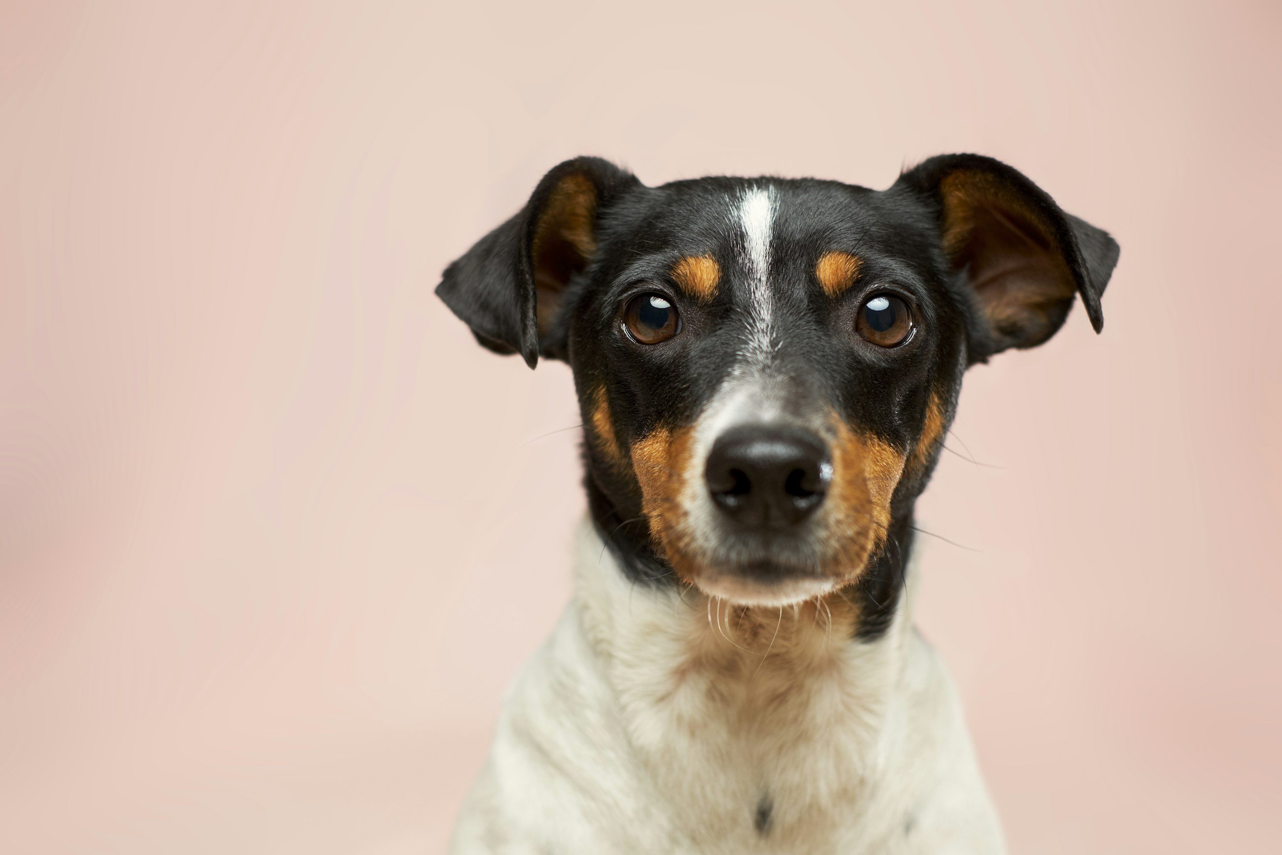 Close-up of a black and white dog with brown markings, looking directly at the camera against a pink background.