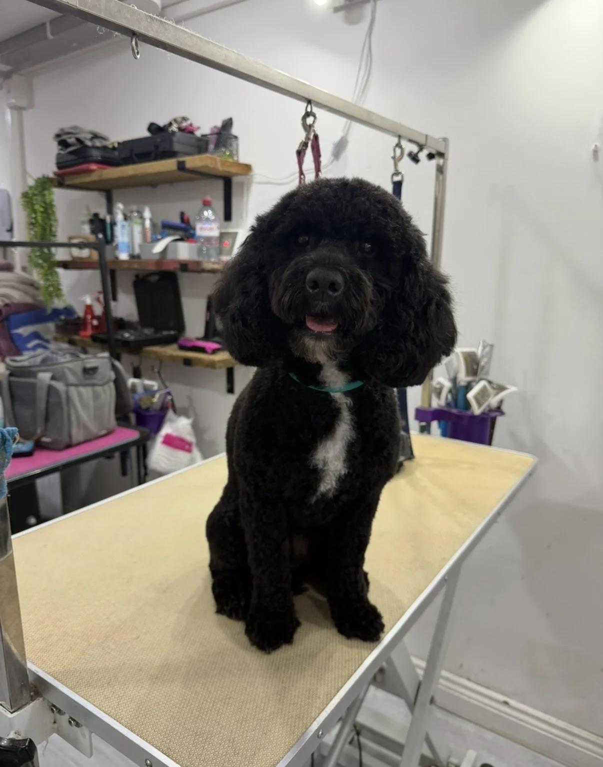 A cute black and white curly-haired dog sitting on a grooming table at a pet grooming salon with grooming supplies and shelves in the background.