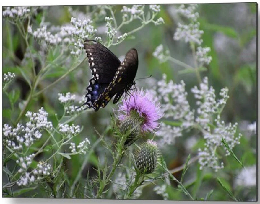 butterly - metal.jpg