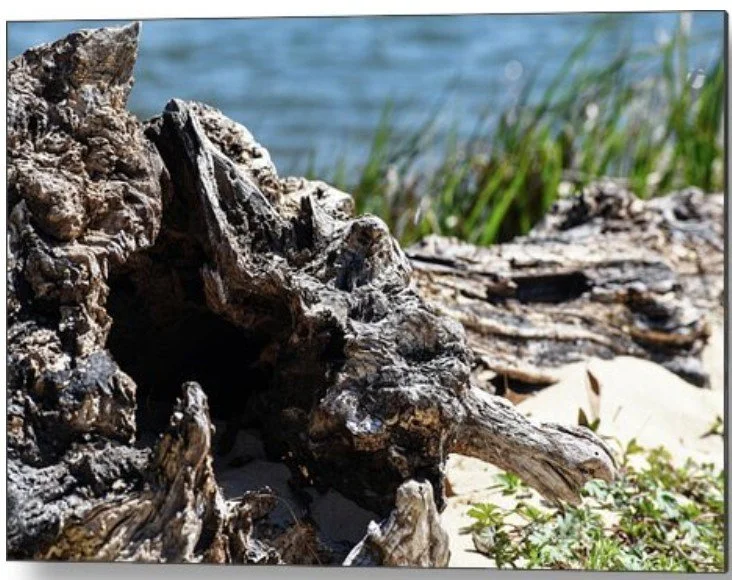 Driftwood by the Shore