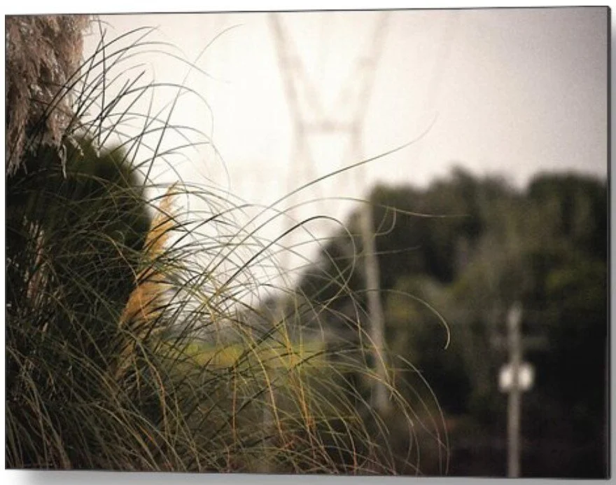 Windswept Grass