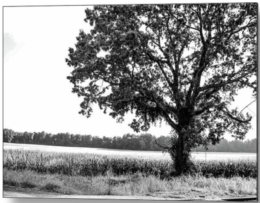 lonely tree in black and white - metal.jpg