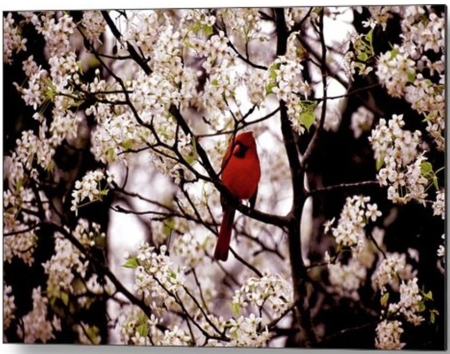 Cardinal Among Spring Blossoms