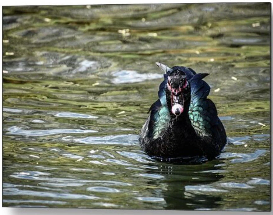 Muscovy Duck Swimming in Pond