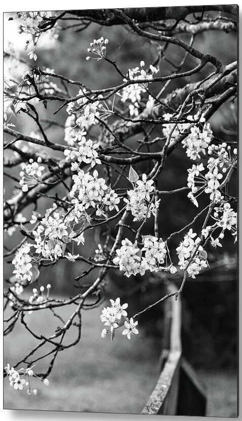 Cherry Blossoms in Black and White