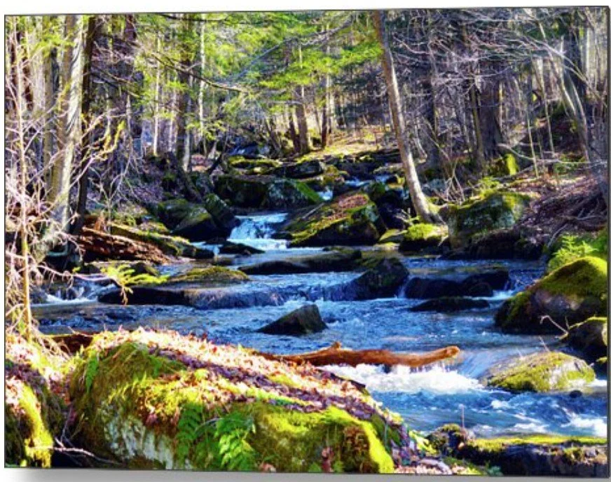 Tranquil Forest Stream