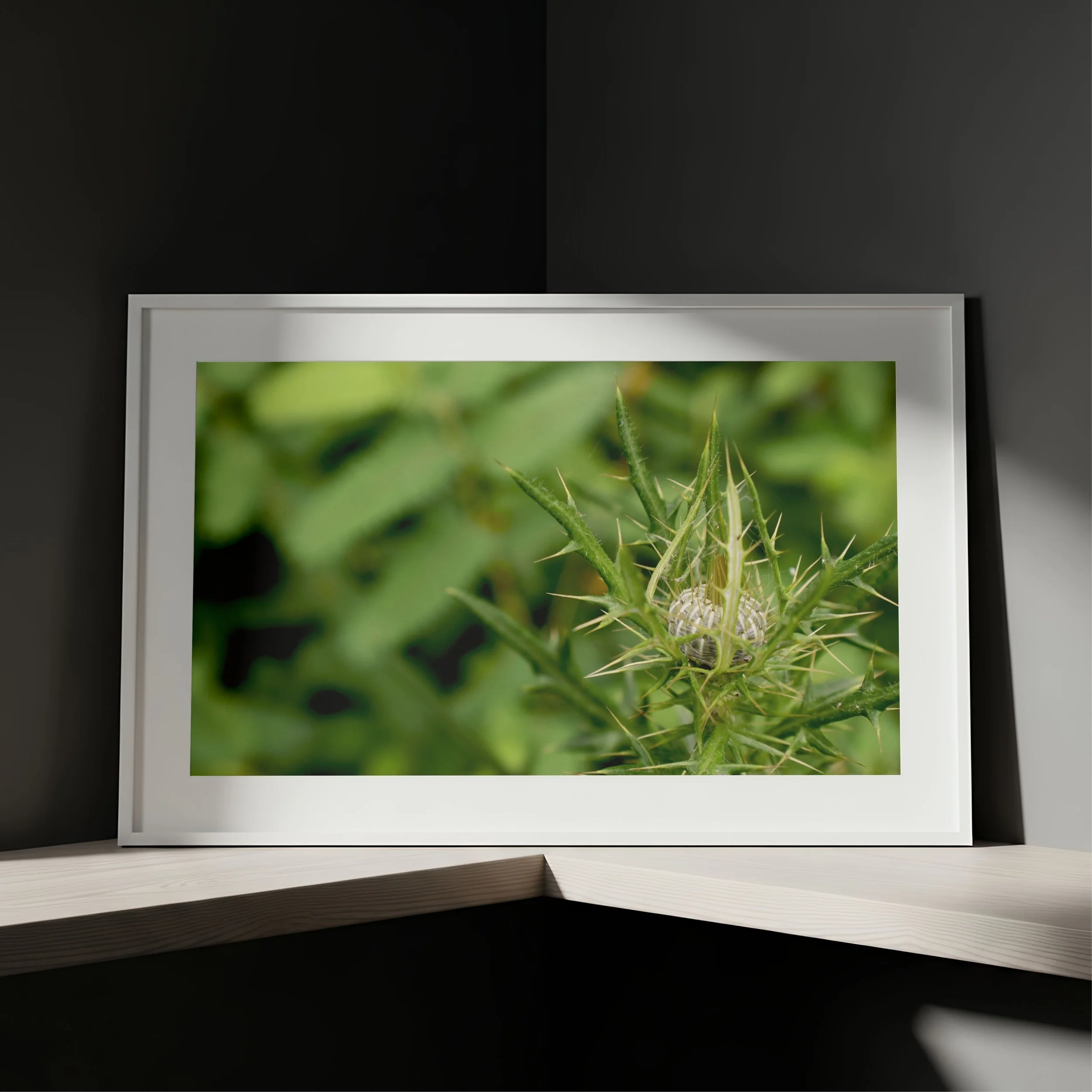 Green Spiky Thistle - DDL