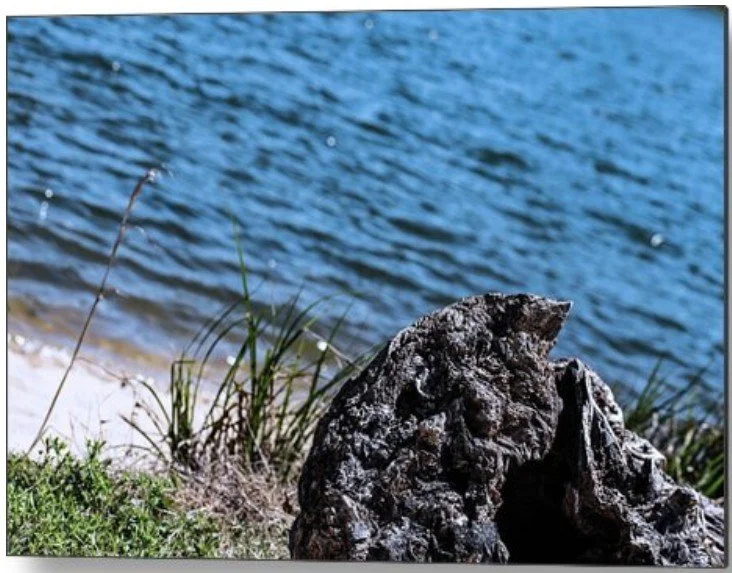 Lake Shore with Driftwood
