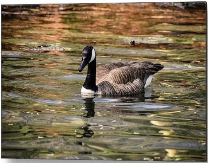 Canada Goose on Rippling Pond