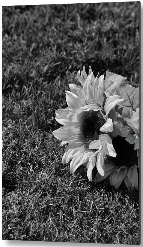 resting sunflower - metal.jpg