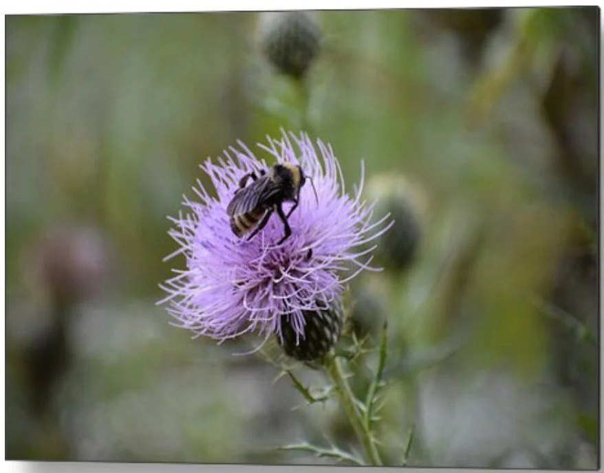 bee on thistle blossom- metal.jpg