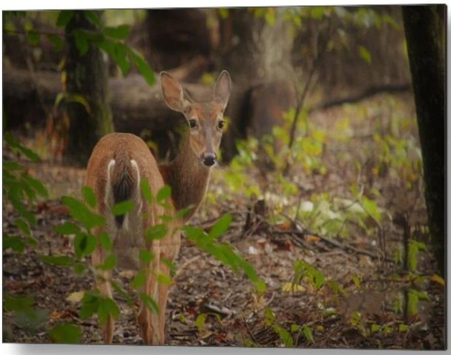 forest gaze - metal.jpg