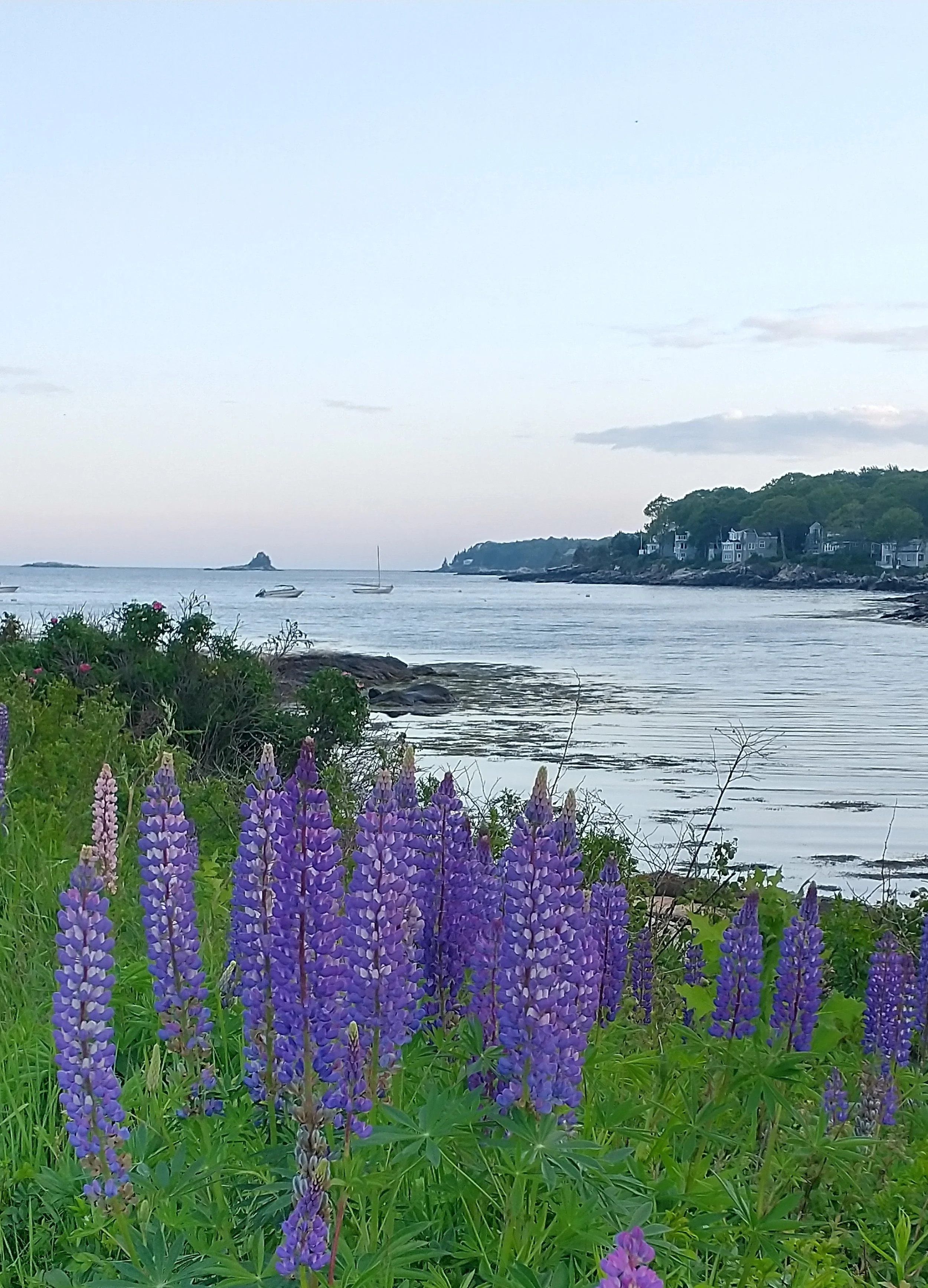 How I Found Summerland Cove