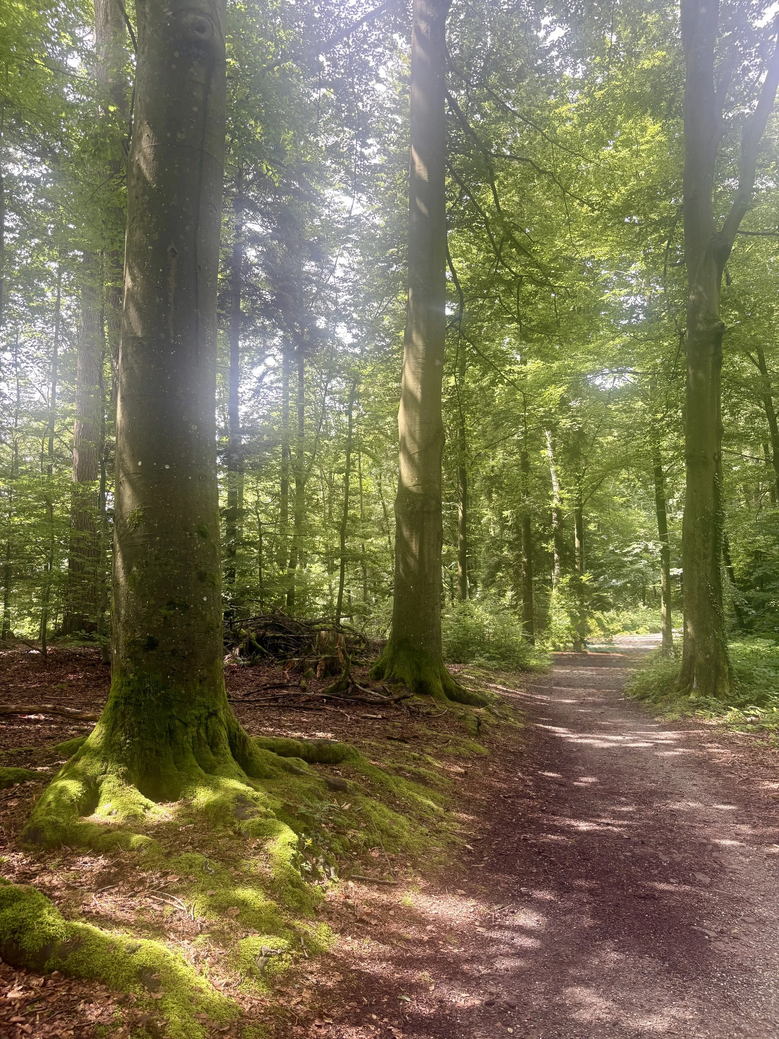 A dirt trail curves through a green forest with tall trees and sunlight filtering through their leaves.