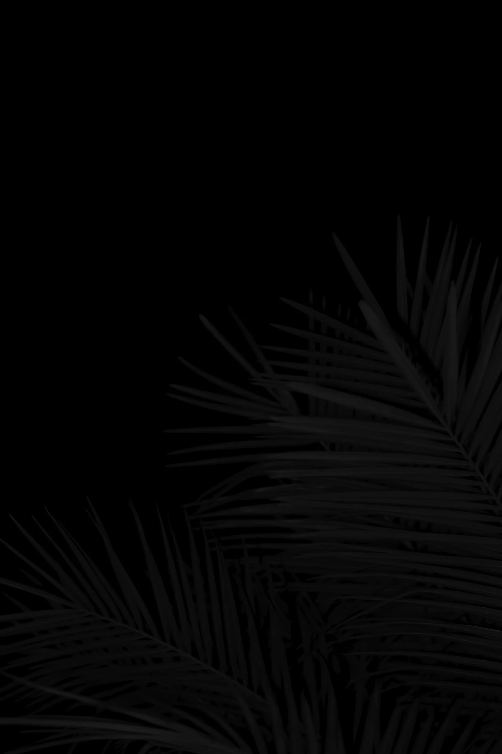 Dark background with faintly visible palm leaves in the lower right corner.