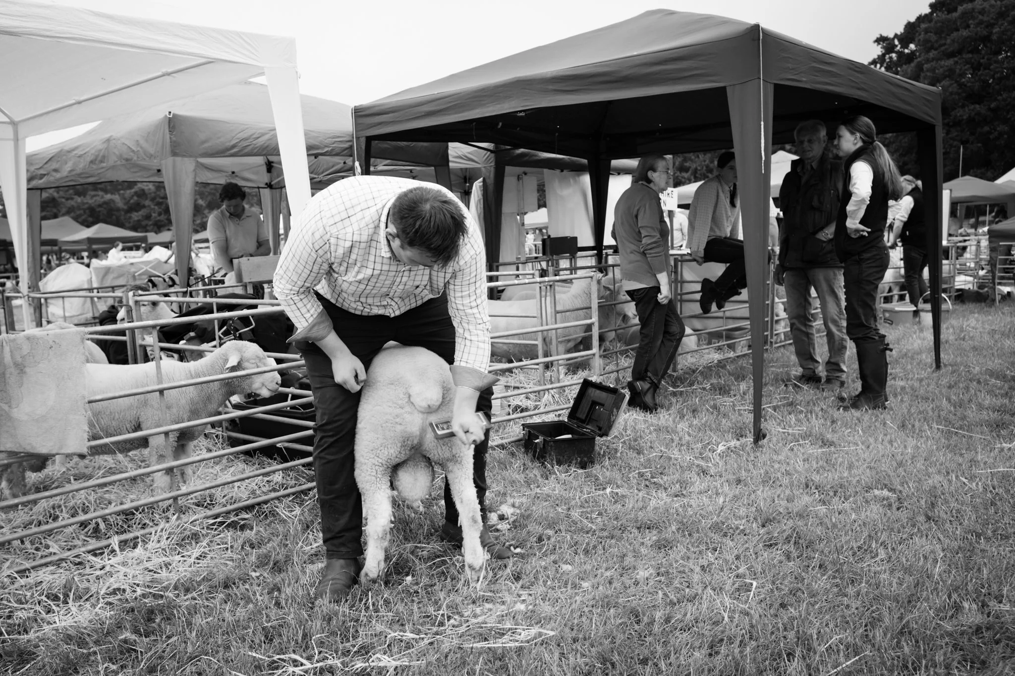 Man shearing sheep at a fair or livestock event, with several people and tents in the background.