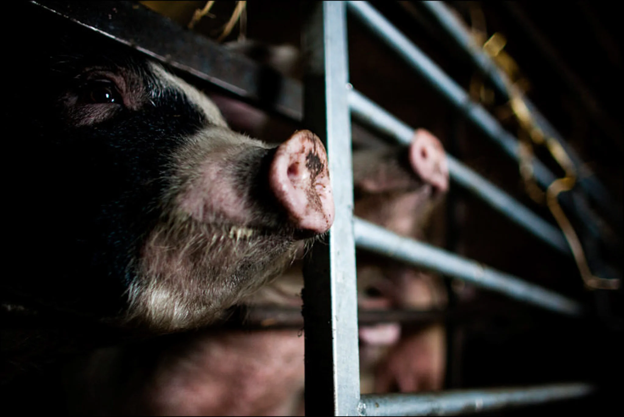 Family day in the Life photography