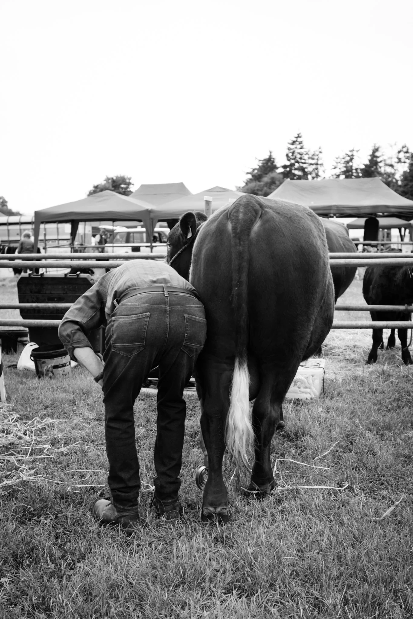 A person in jeans and a button-up shirt tending to a large cow in an outdoor livestock show or fair, with tents and other livestock in the background.