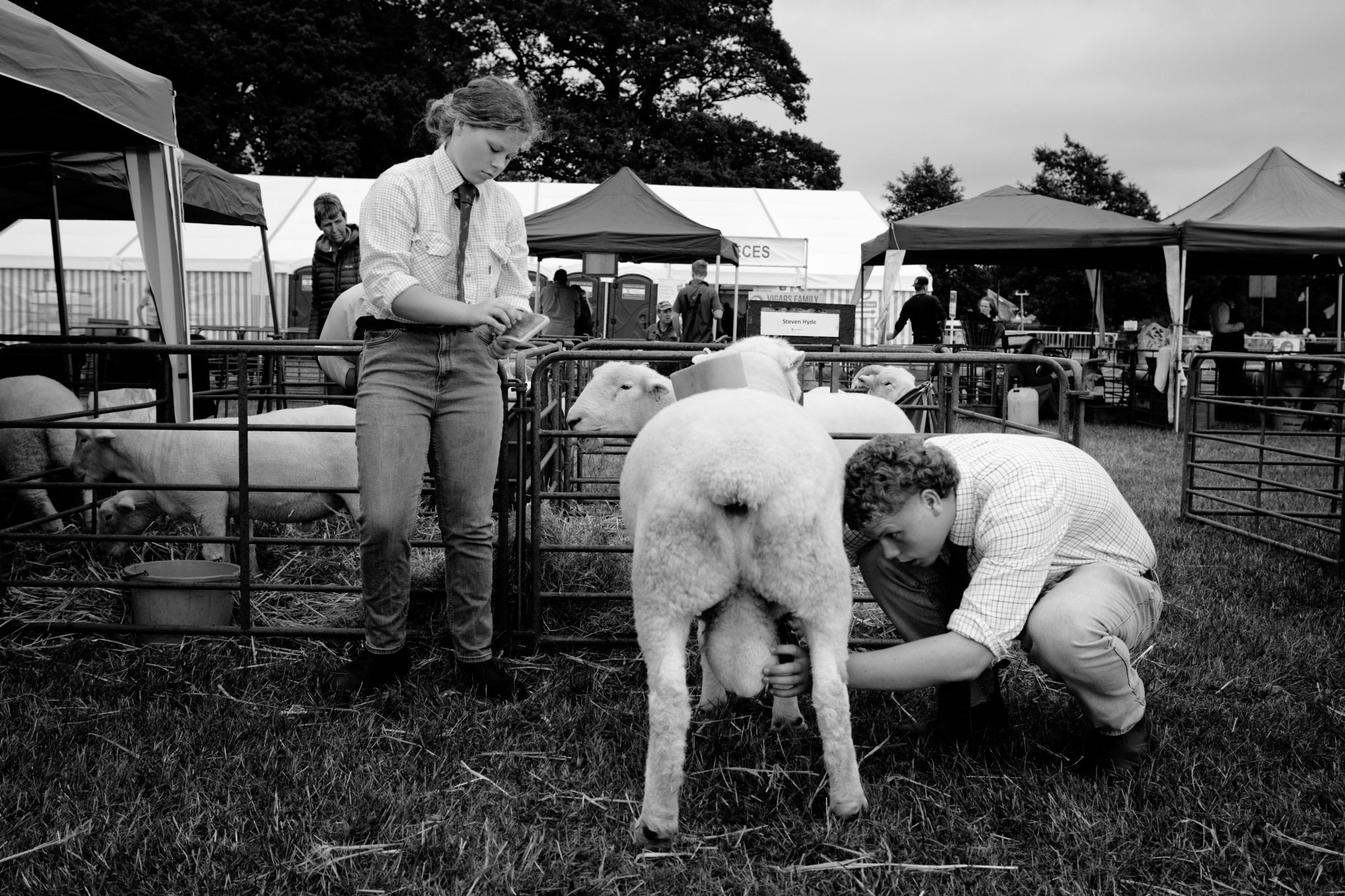 A girl and a boy are at a petting zoo, tending to a sheep. The girl is standing and looking at something in her hands, while the boy is kneeling and holding the sheep's udder. There are other sheep in pens around them and tents in the background, wit