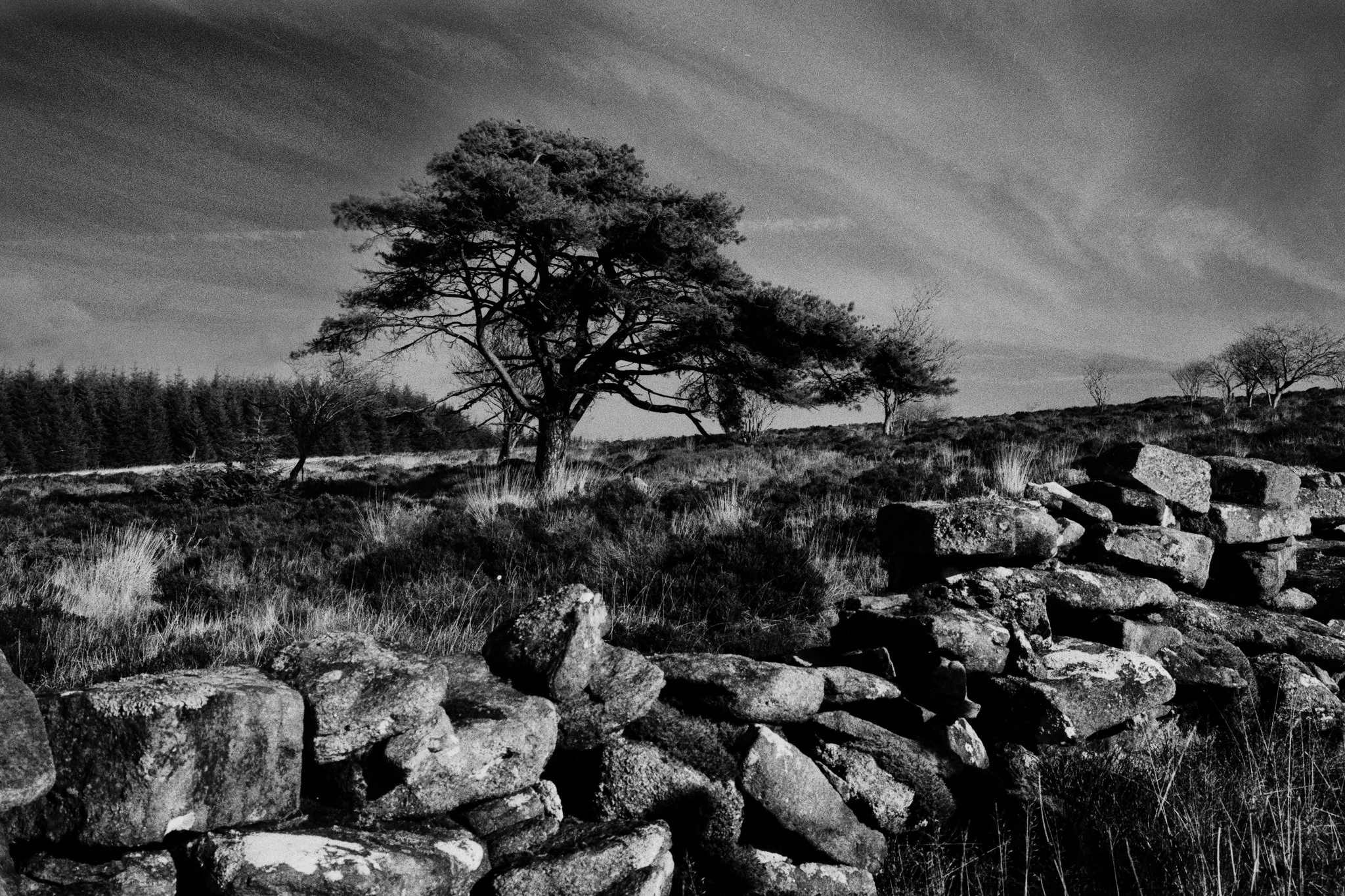 Black and white photo of a rural landscape with a large tree, smaller trees in the background, and a stone wall in the foreground under a sky with wispy clouds.