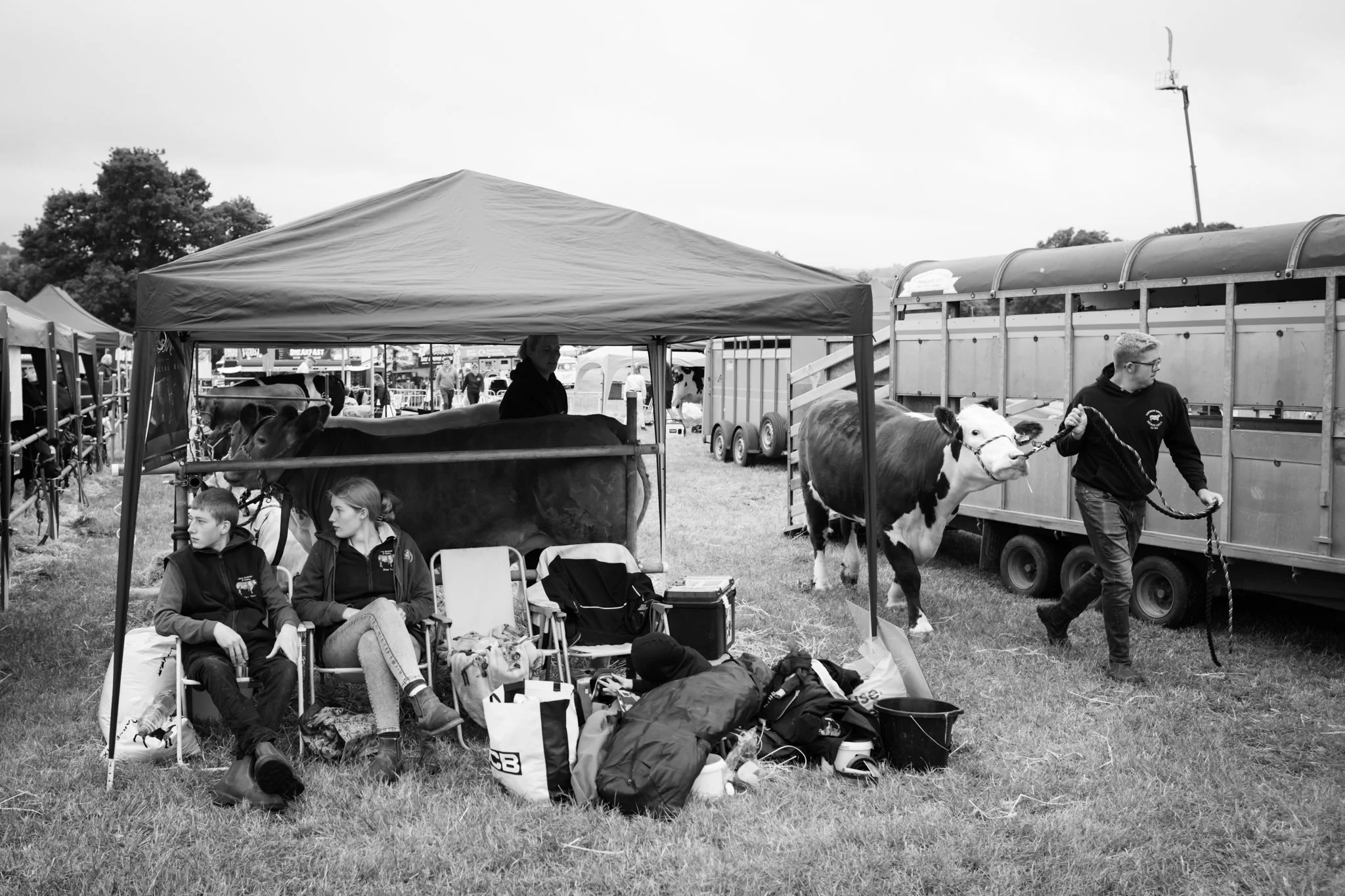 People sitting and standing near cows at an outdoor fair or event, with tents, trailers, and equipment in the background.