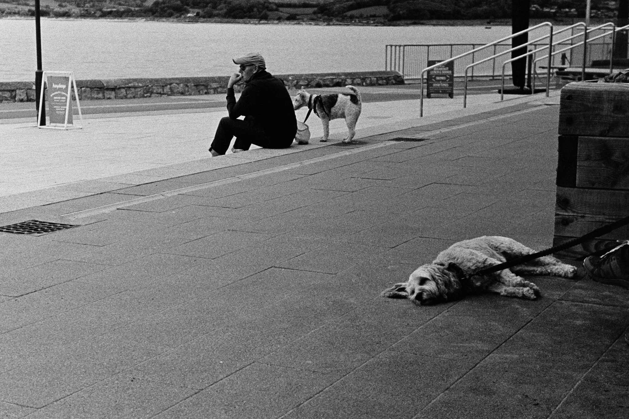 A person sitting on a bench or ledge near a waterfront, with two dogs lying on the pavement nearby. One dog is close to the camera, sprawled out on the ground, while the other is standing in front of the person.