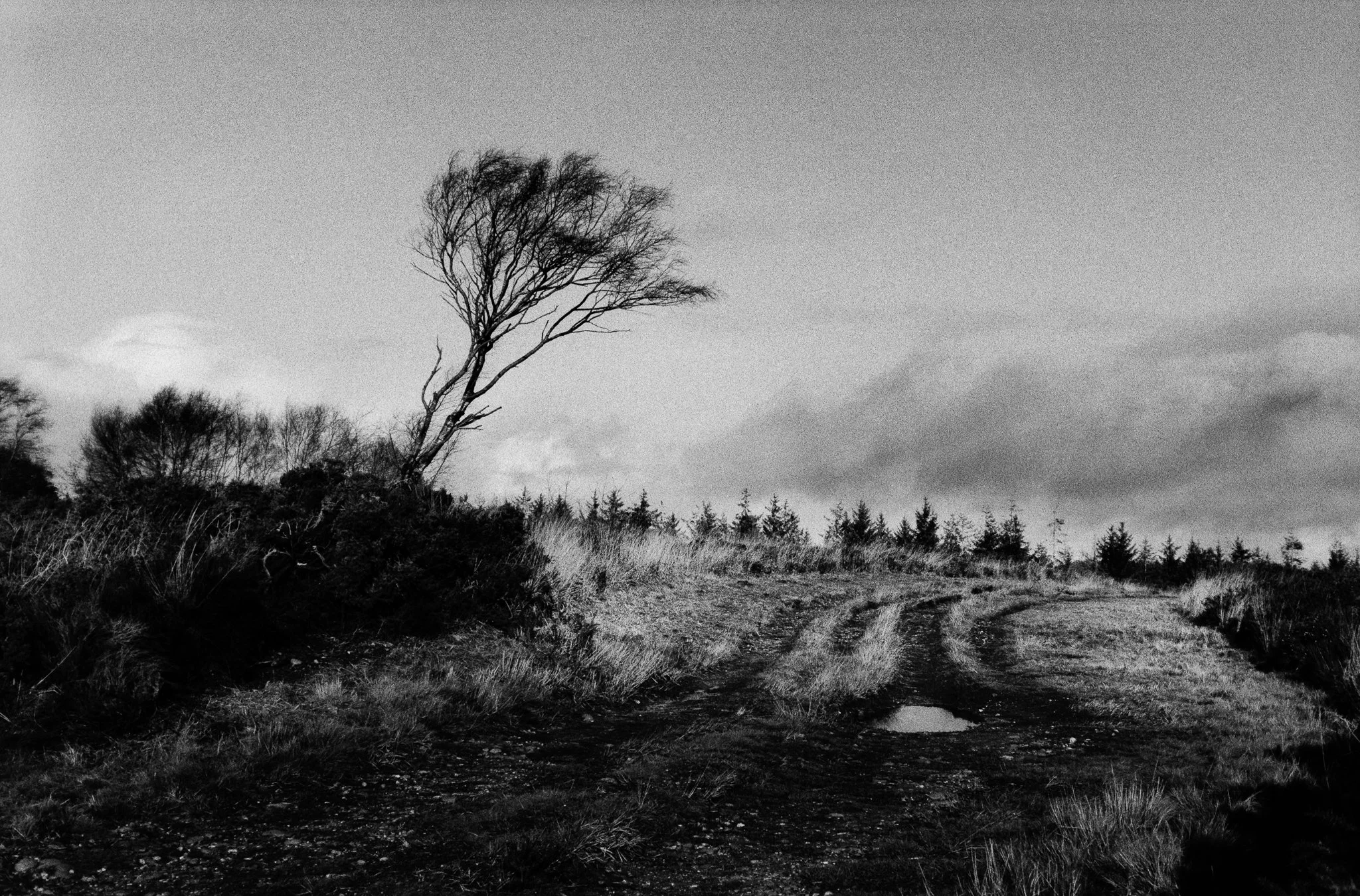 Black and white landscape photo of a dirt road with a puddle, surrounded by grassy terrain and bushes, with a lone leaning tree on a small hill and a cloudy sky in the background.