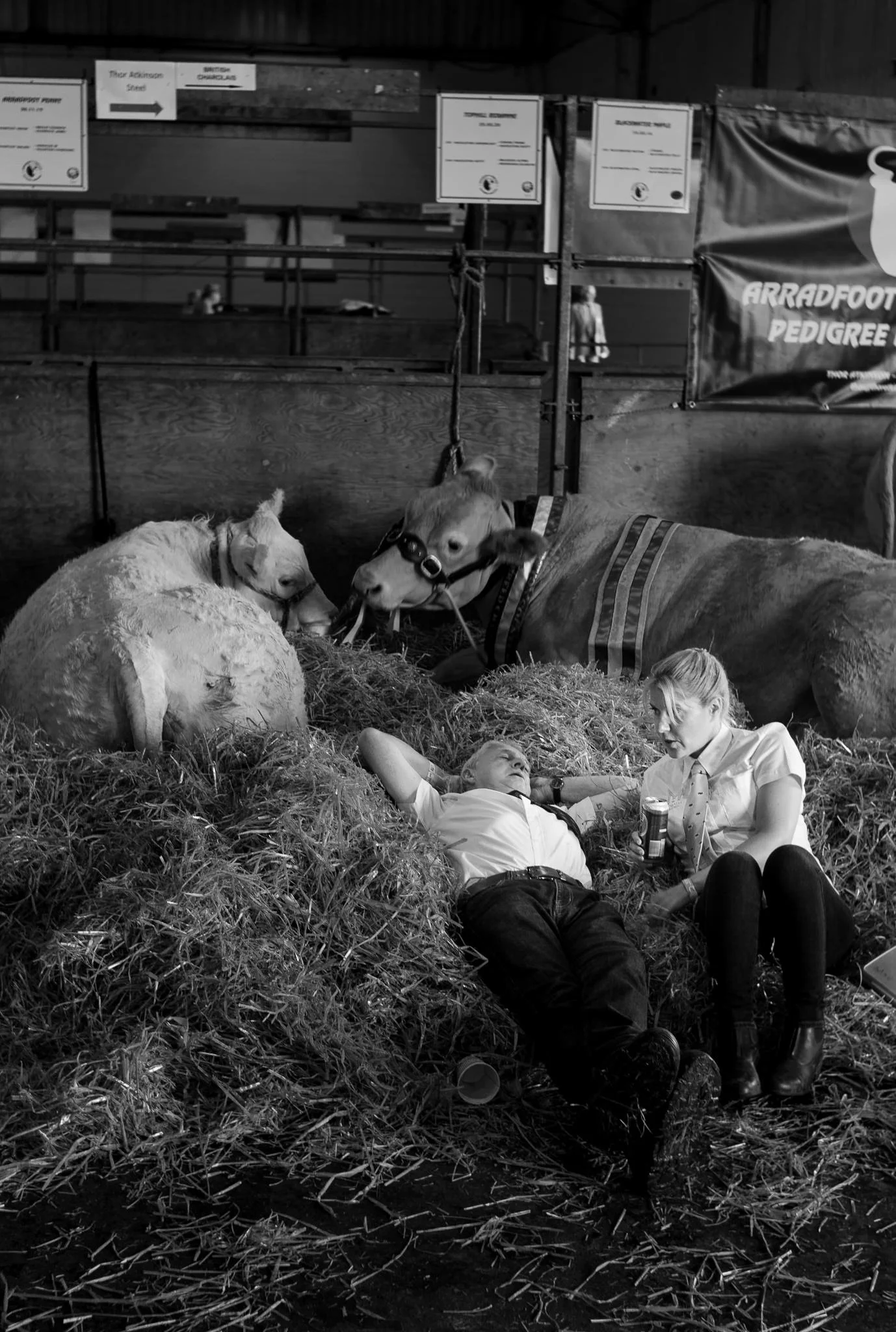 A woman and a man lying on a bed of hay between two cows at an indoor agricultural event, with signage and banners in the background.