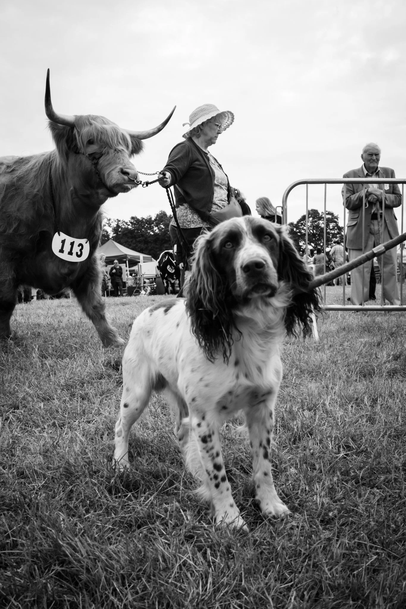 A dog with long ears and a spotted coat standing on grass, with a large highland cow and people in the background at an outdoor event.