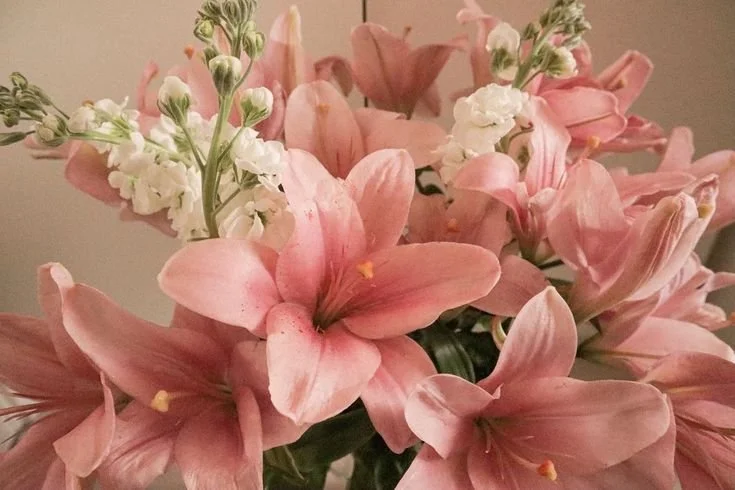 Close-up of pink lilies and white stock flowers in a bouquet