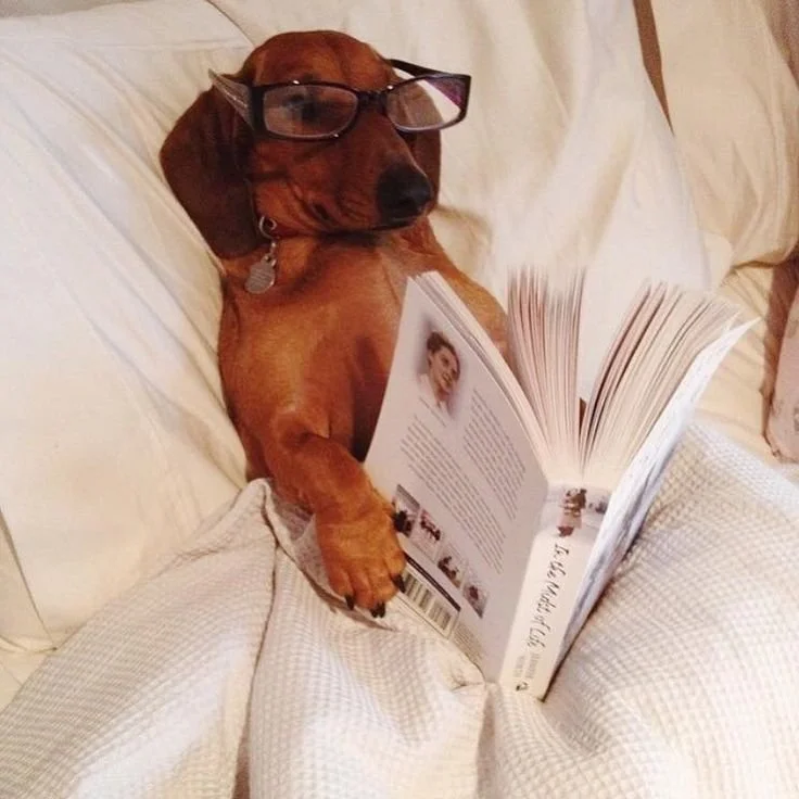 A cute brown dog wearing glasses, lying in bed, holding a book with its paw.