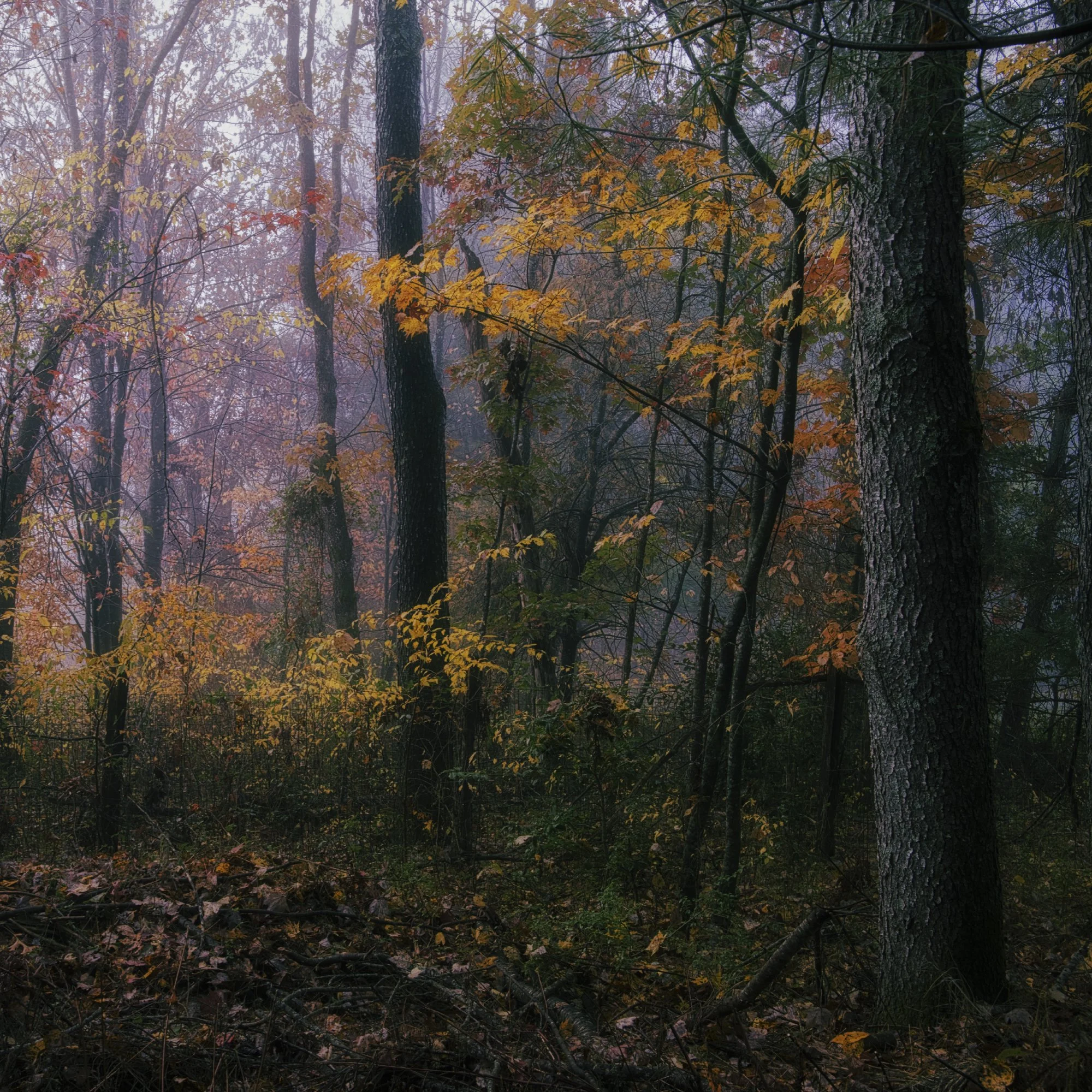 Side yard square.jpeg