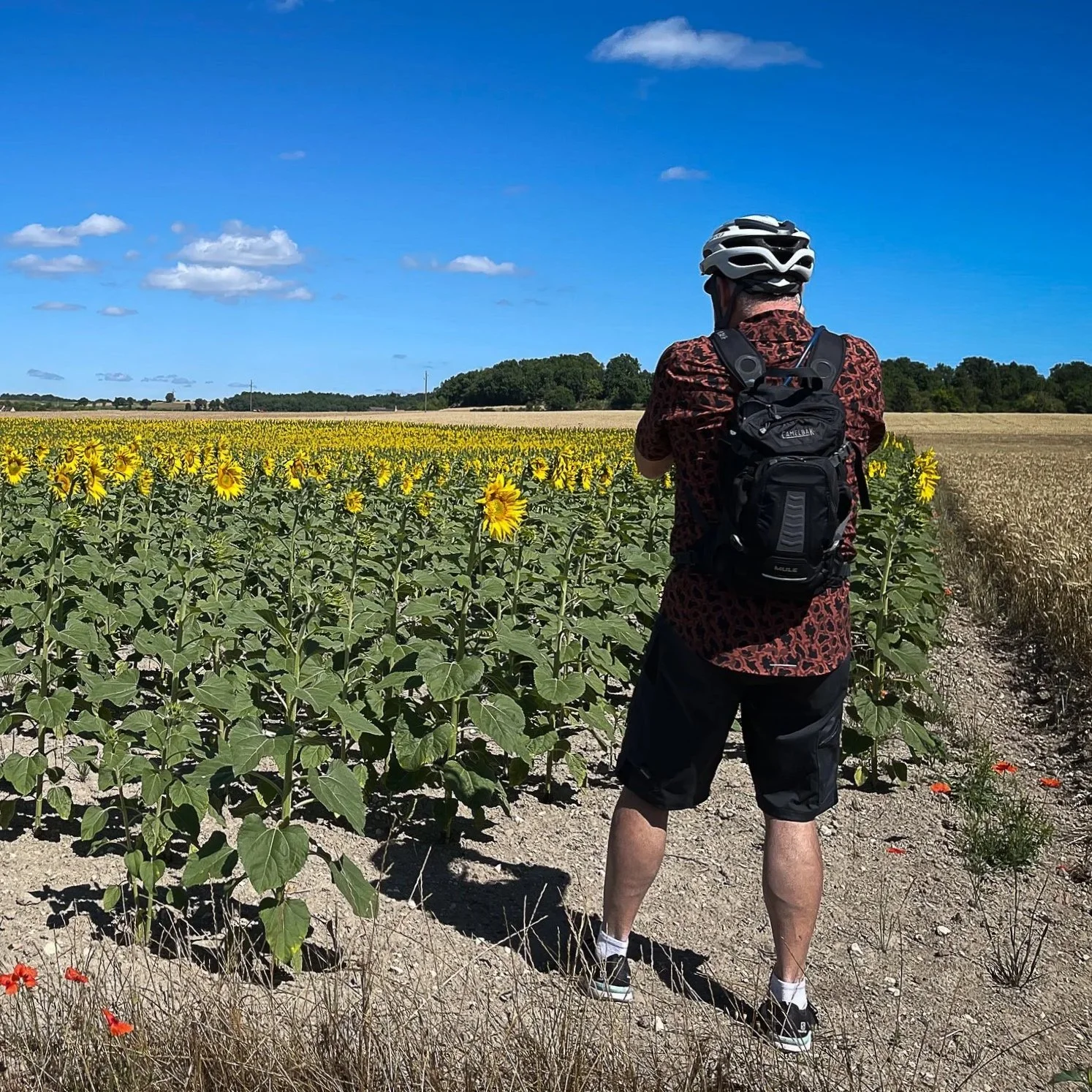 A person with a bicycle helmet and backpack standing on a dirt path, looking at a sunflower field on a sunny day with a blue sky and scattered clouds.