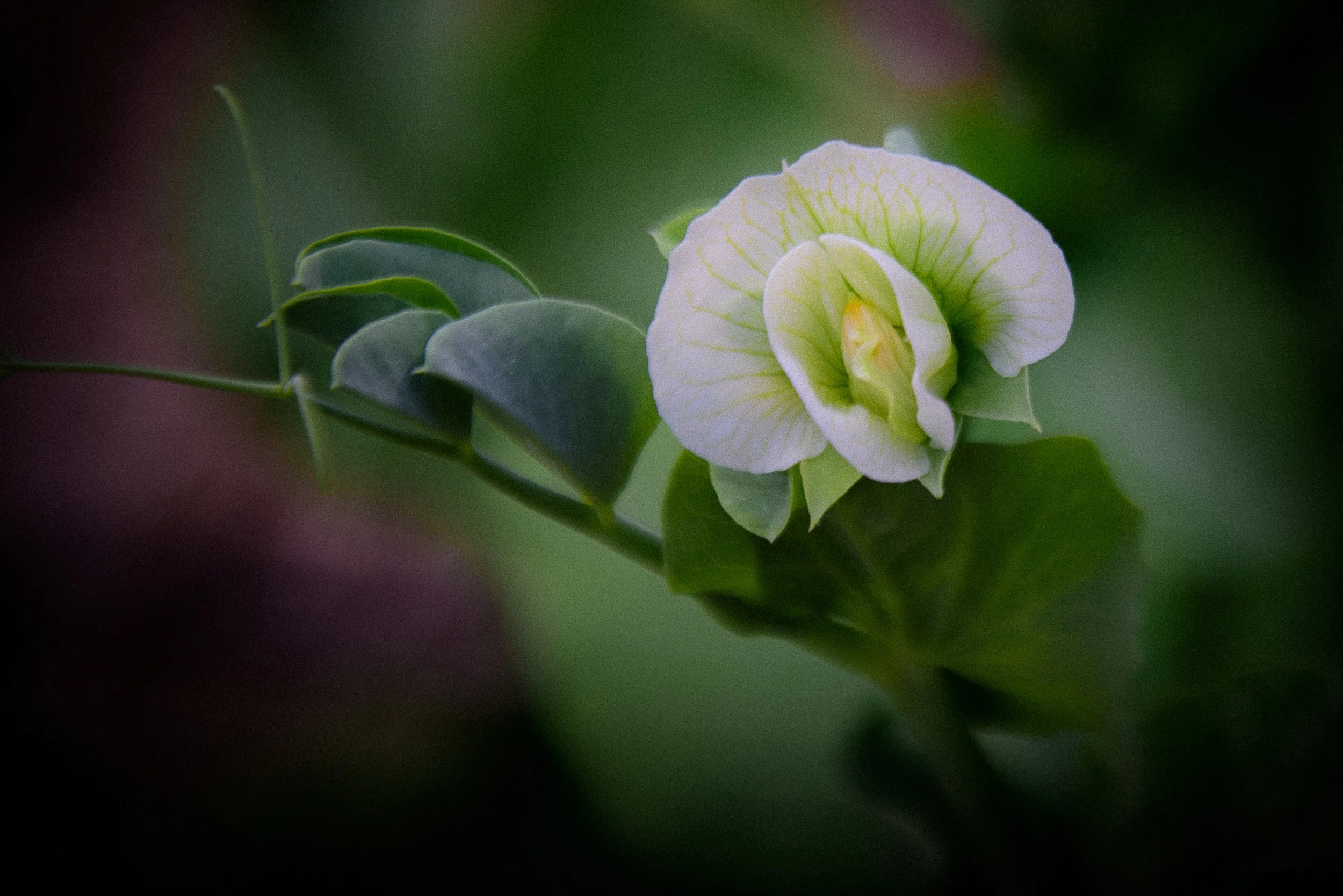 Pea Bloom Color.jpg