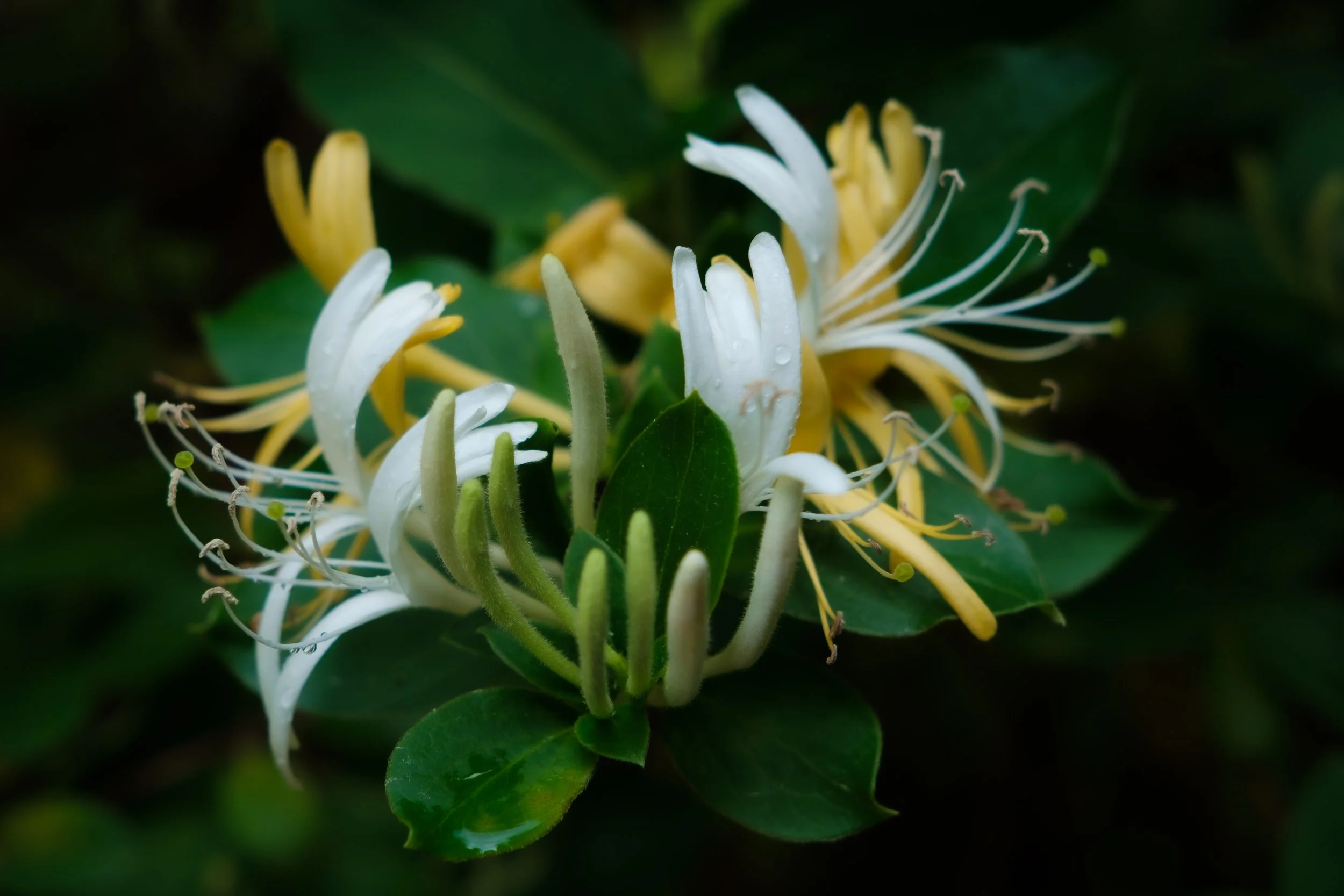 Honeysuckle 3.jpg
