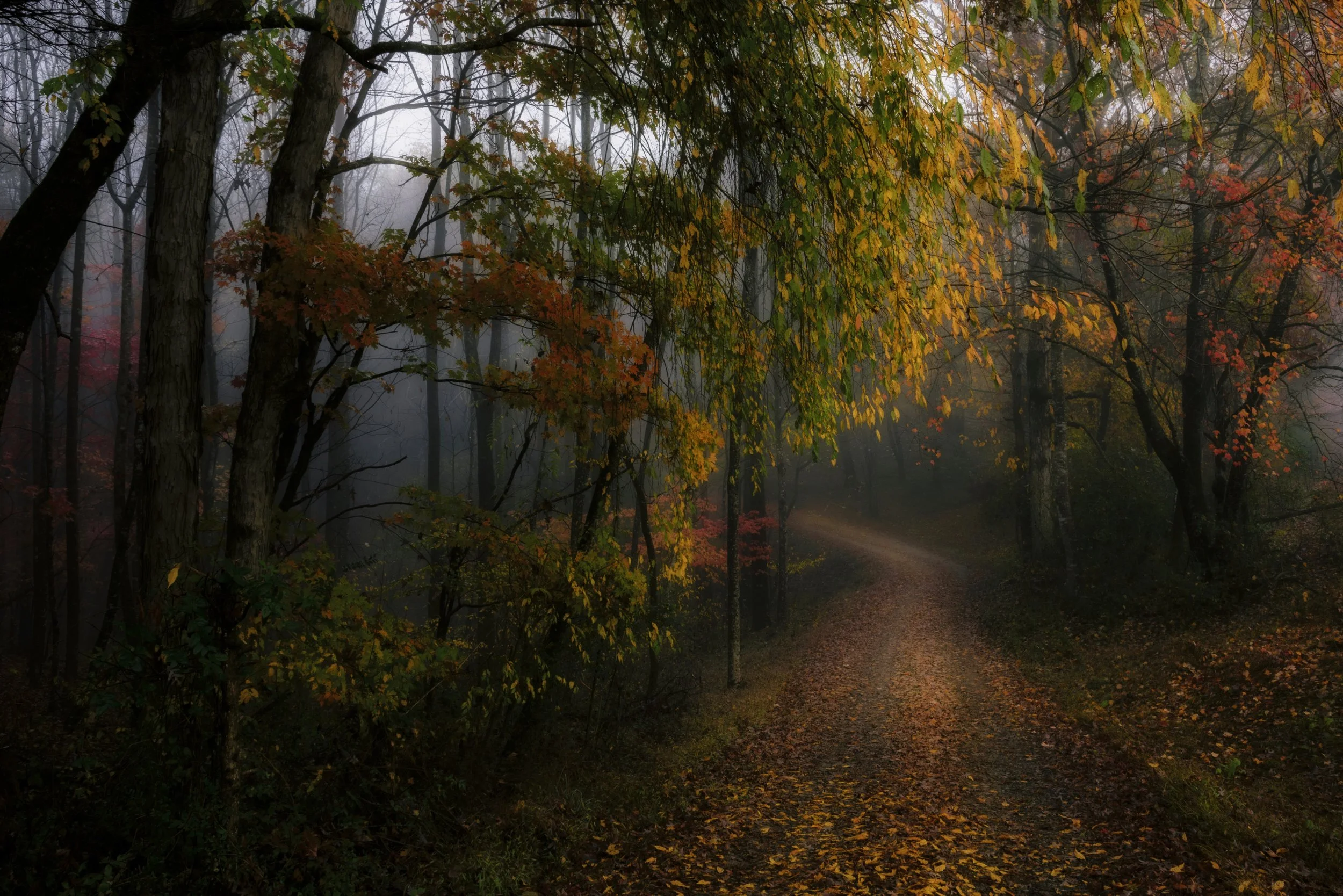 A foggy forest with a winding dirt path and trees with autumn leaves in shades of green, orange, and red.