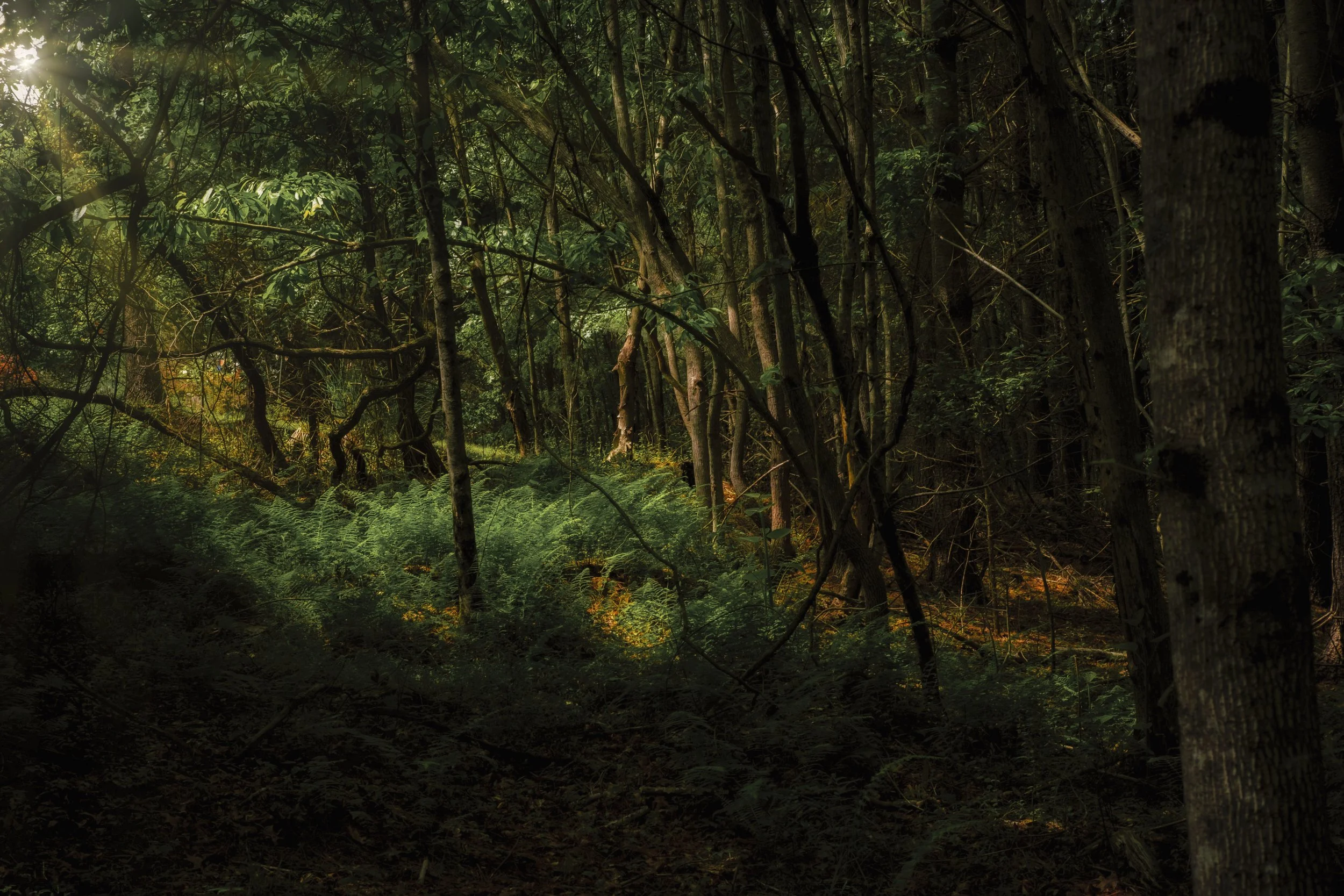 Morning Light on the Fern Forest