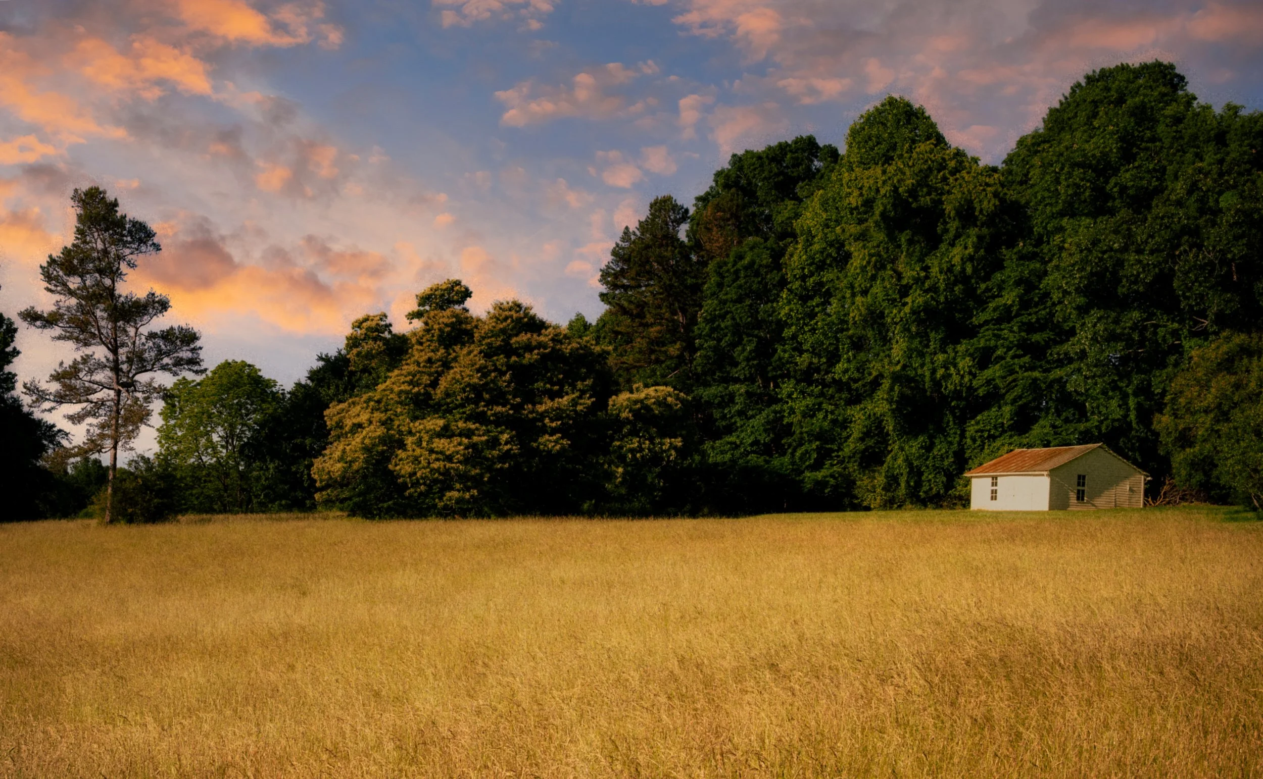 Field less saturated less white.jpg
