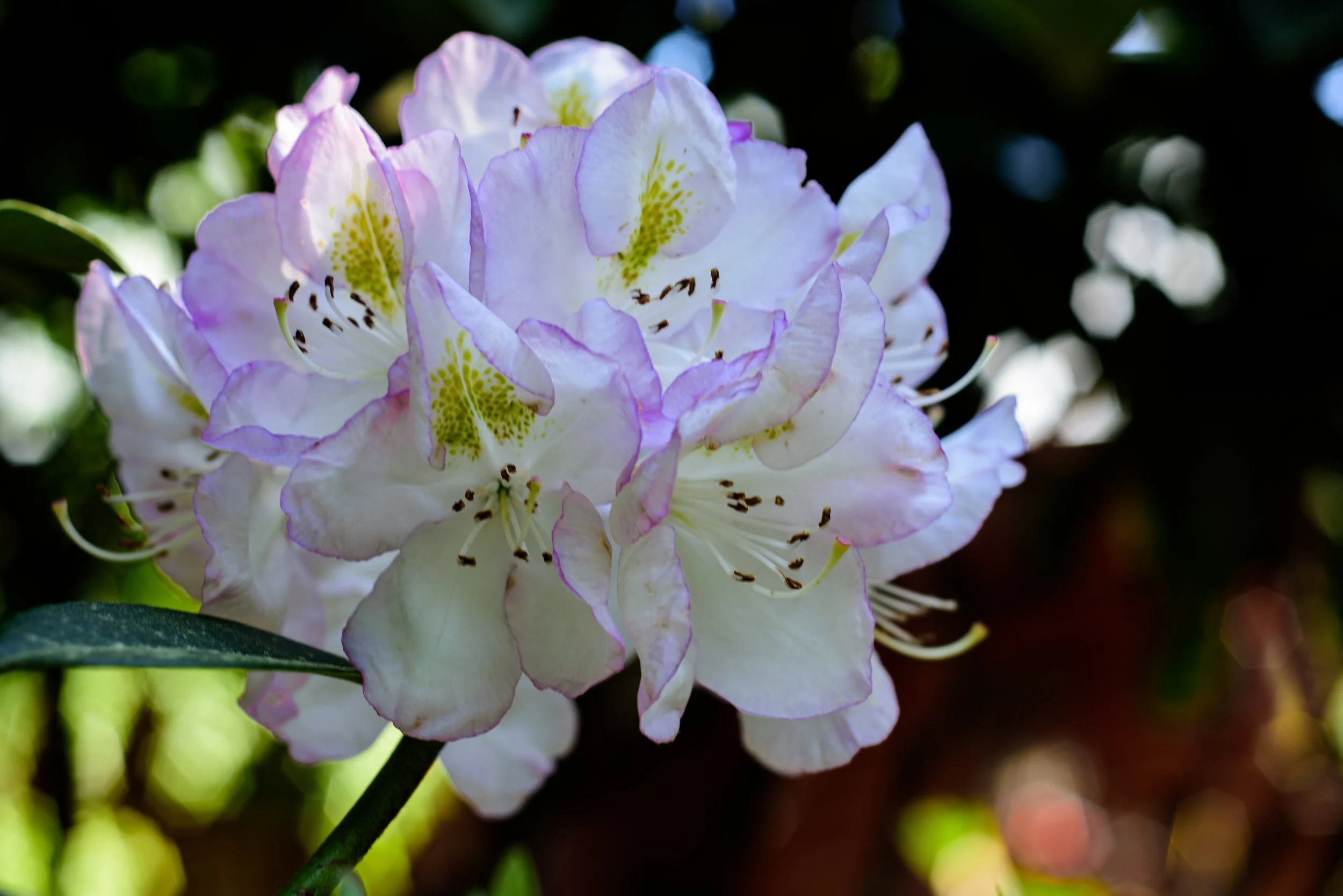 White Rhododendren.jpg