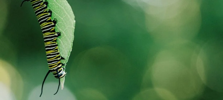 #91: The Art of Transformation with Caroline Leon