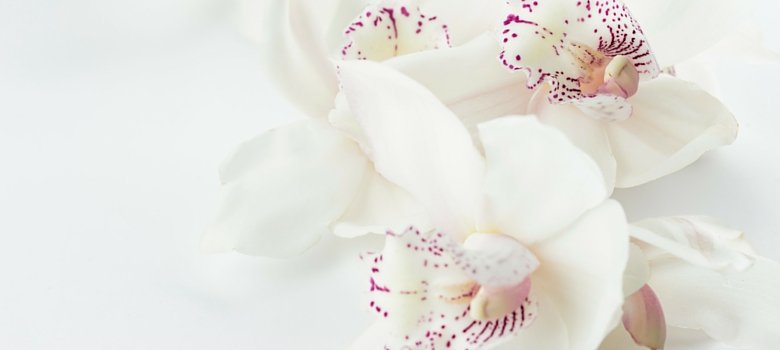 The Self-Kindness Kit is Here! Save 90% on 21 Ebooks, Courses &amp; Programs