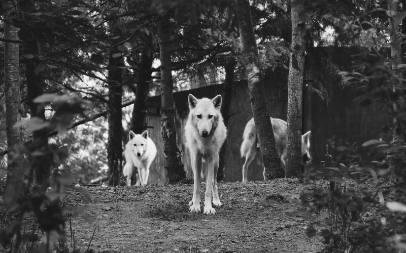 Which Wolf Will You Feed?